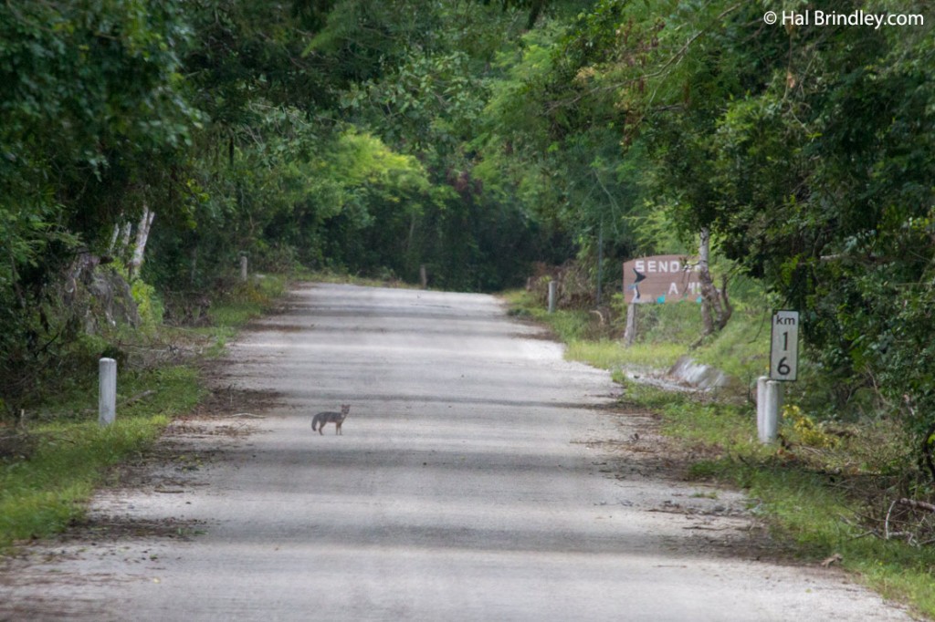 Keep an eye on the road: Gray Fox