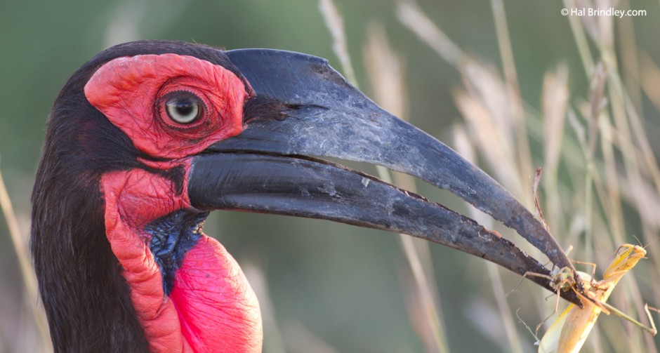 Animals should feed themselves. This endangered Southern Ground Hornbill is having both a grasshopper and a praying mantis for lunch.