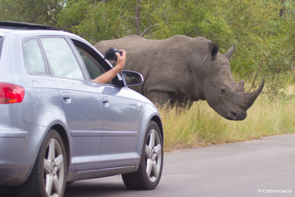 Si, hay animales peligrosos en Kruger, como este rinoceronte blanco. No salgas del coche.