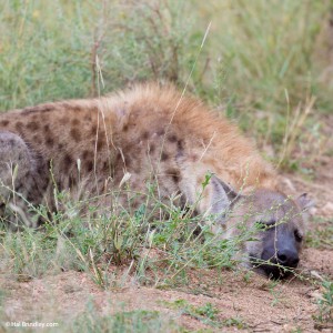 Spotted Hyena