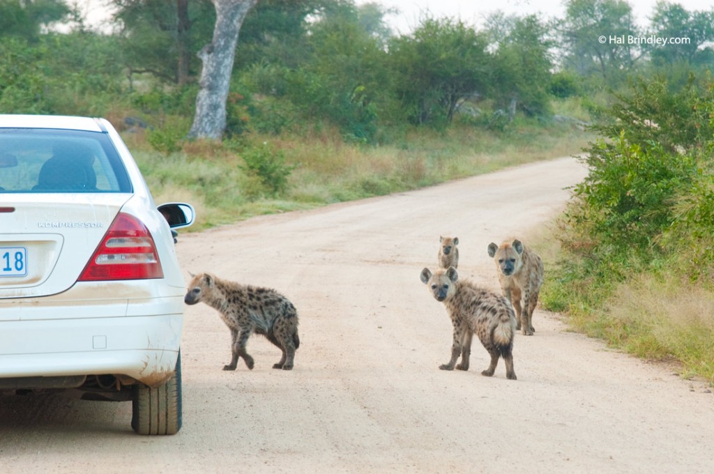 Hyenas on a road in Kruger