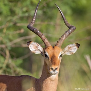 Impala