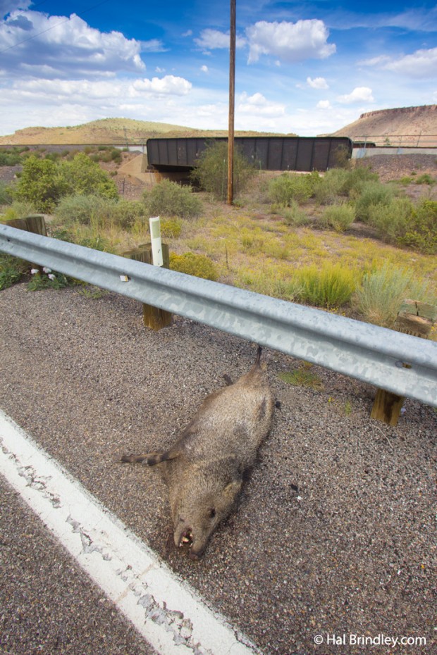 Road-killed Javelina (Peccary) on Route 66 near Valentine, Arizona