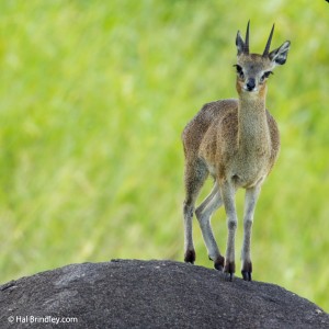 Klipspringer