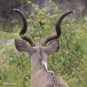 Kudu