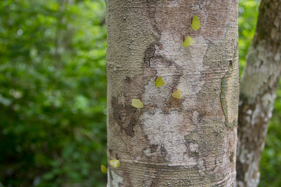 Leaf cutter ants