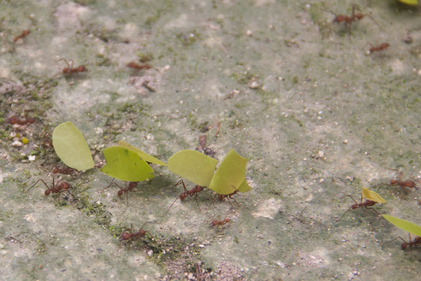 Leaf-cutter ant facts