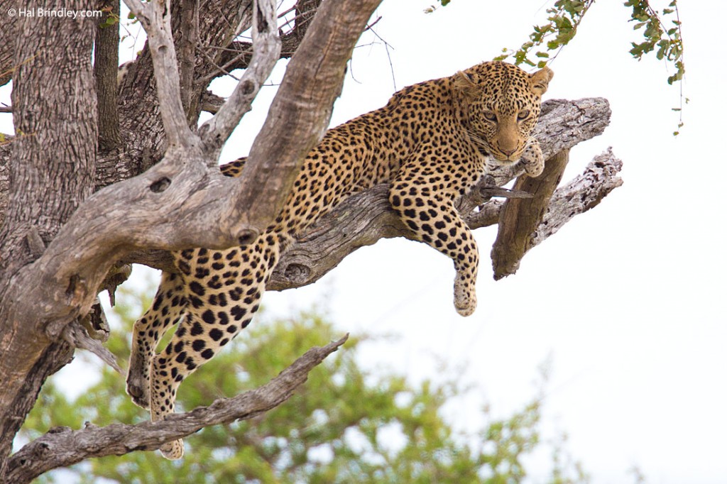 Sometimes a long lens is helpful. I shot this leopard with a 500mm plus 1.4X teleconverter