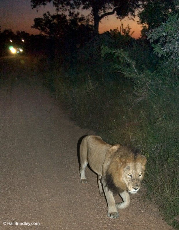 Tu mejor oportunidad de ver a leones en accion es durante una salida nocturna guiada. 