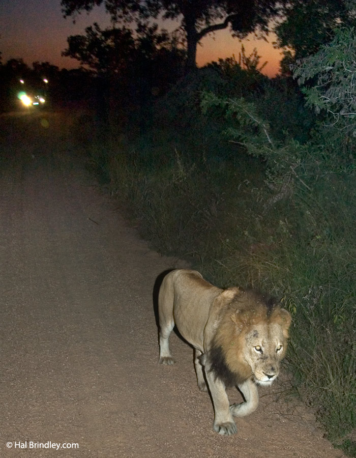 Lion walking at night on a dirt road