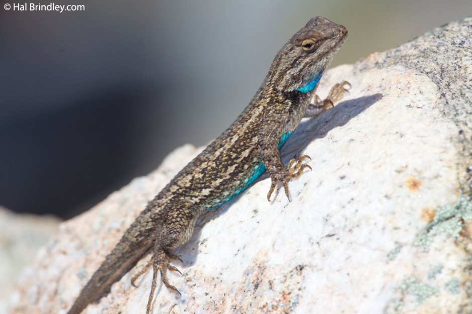 As the air warmed, the lizards came out. Hualapai Mt, Arizona