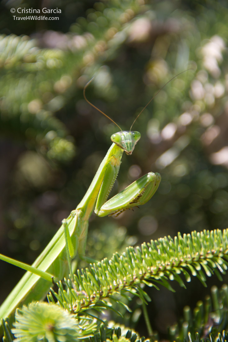 our new neighbor the mantis travel 4 wildlife our new neighbor the mantis travel 4 wildlife