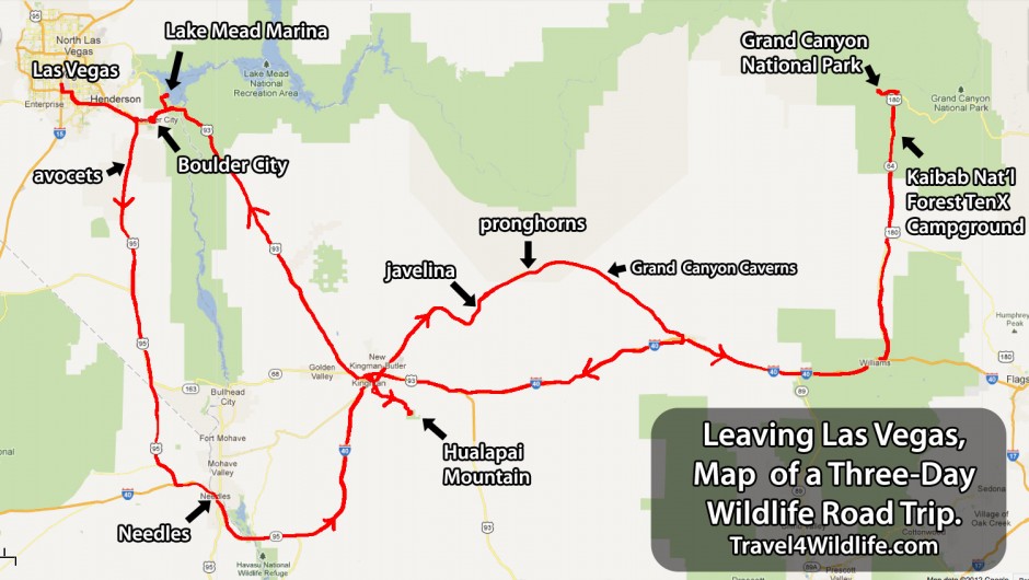 Map of my wildlife roadtrip in northwest Arizona