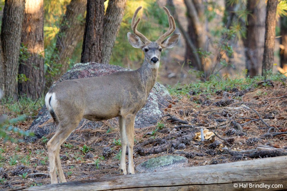 Mule Deer buck in velvet. Hualapai Mountain Park, Arizona.