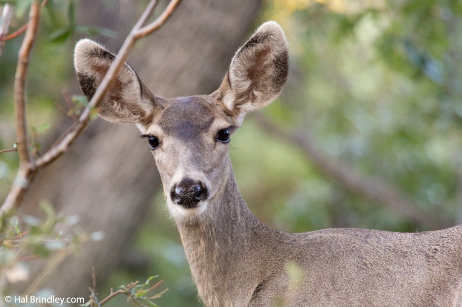 You can see where the term "Doe-eyed" came from. Mule Deer, Arizona