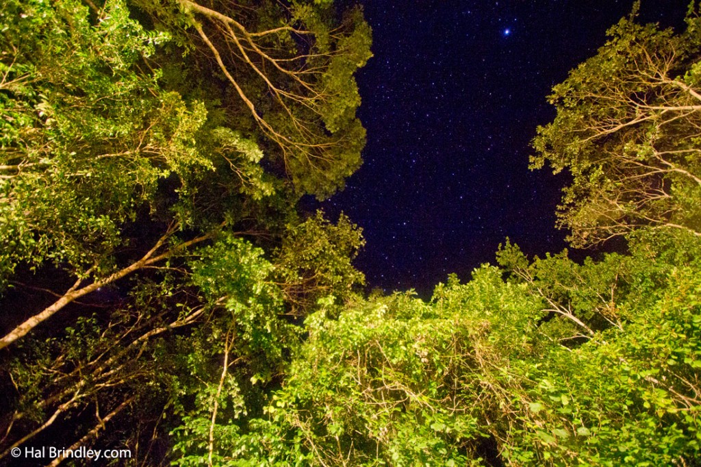 Starlight over the jungle at Puerta Calakmul