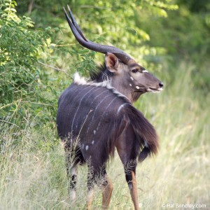 Nyala