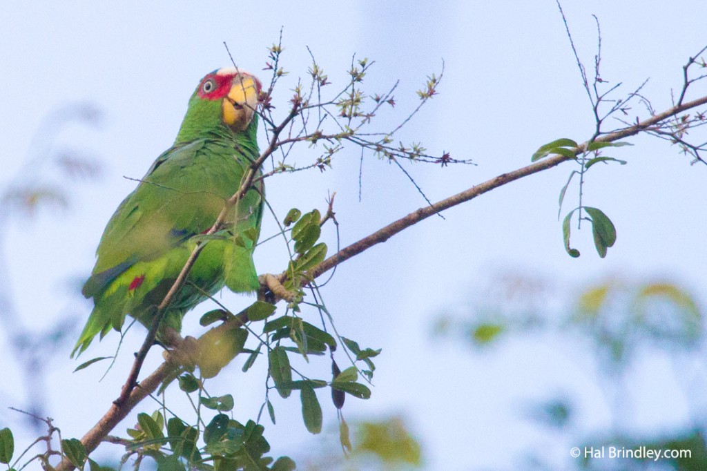 White-fronted Amazon Parrot