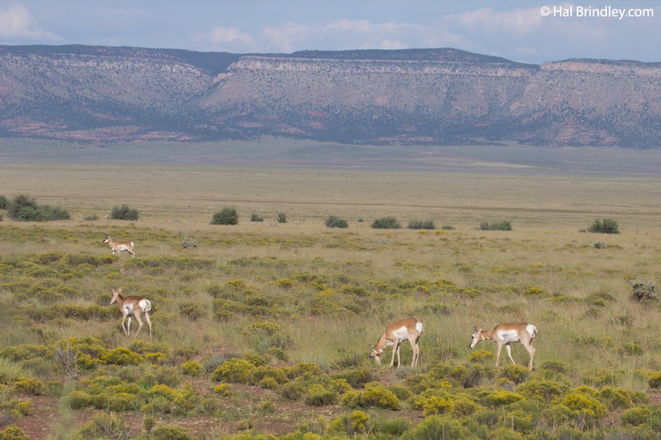 Pronghorns in the open plains of northern Arizona.