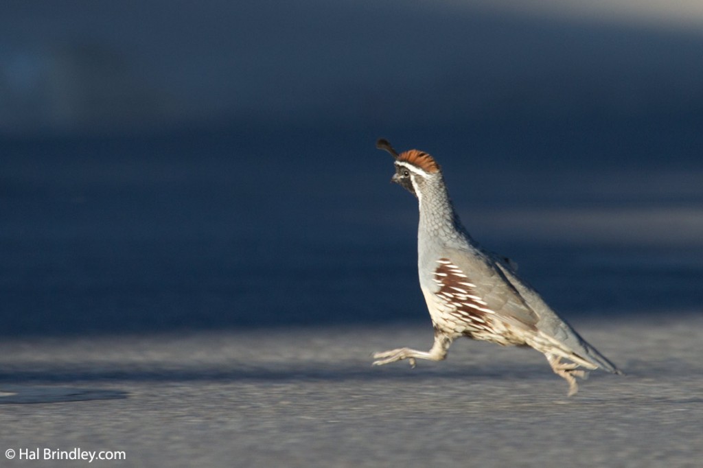 Gambel's Quail running for his life in Boulder City, Nevada