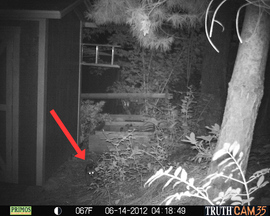    A raccoon by our compost bin