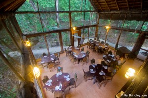 Views of the jungle from the restaurant