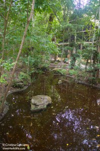 The pond in front of the restaurant