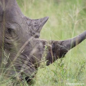 Southern White Rhinoceros