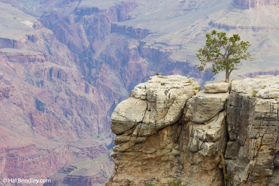 Rock Squirrel enjoying the view. Grand Canyon, AZ