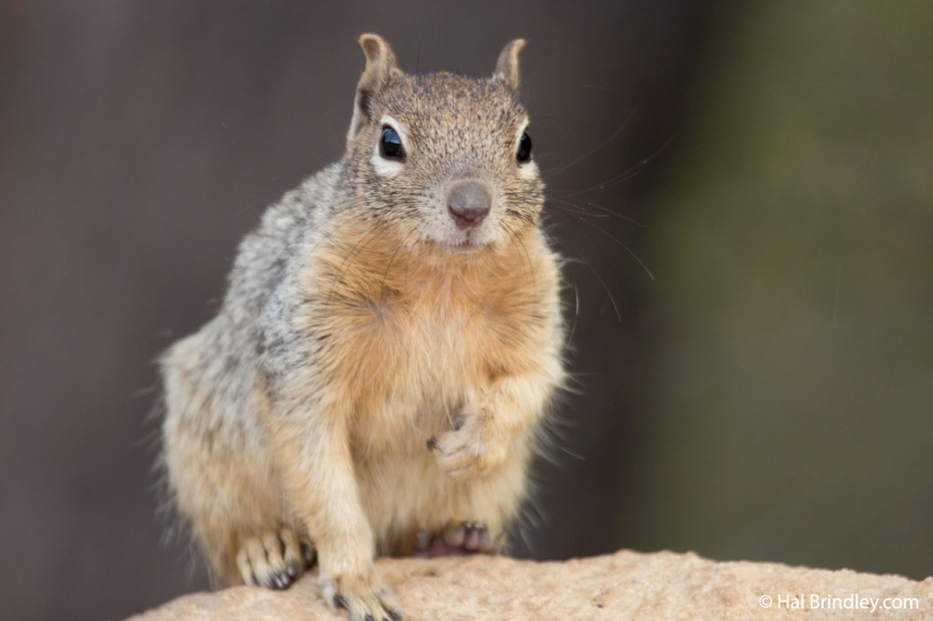 Rock Squirrel, Grand Canyon, Arizona