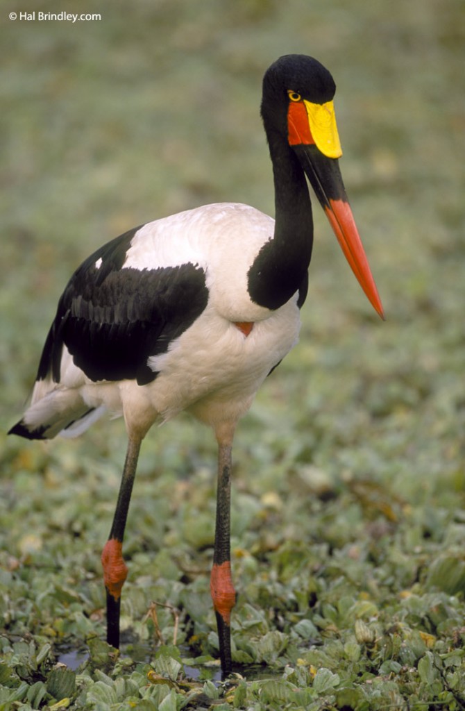 See the endangered Saddle-billed Stork at a waterhole during a safari in Kruger