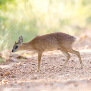 Sharpe's Grysbok