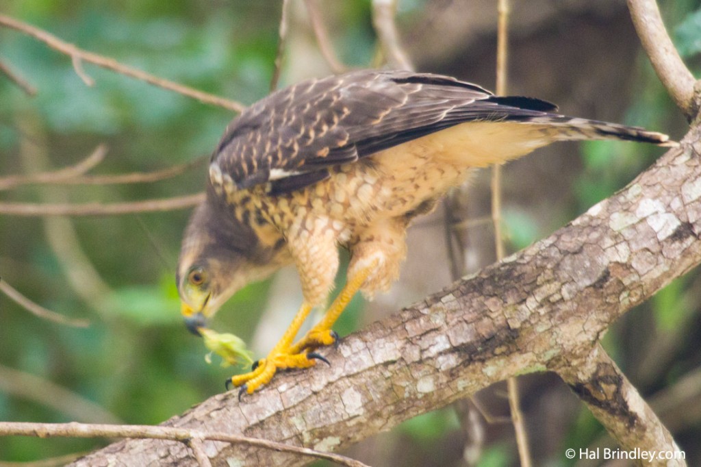 Juvenile Gray Hawk eating an insect