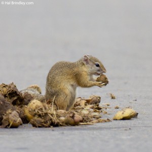Tree Squirrel (eating nuts from elephant poo)