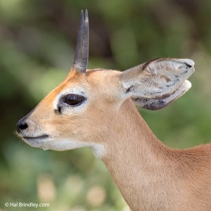 Steenbok