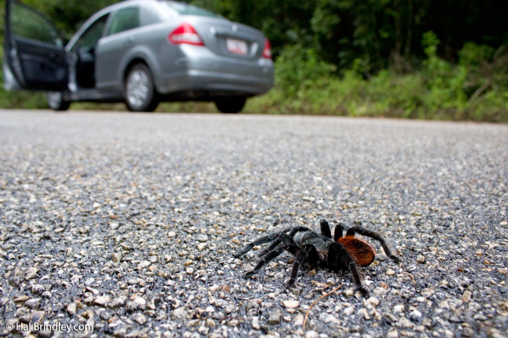 Mexican Red-rump Tarantula in the road