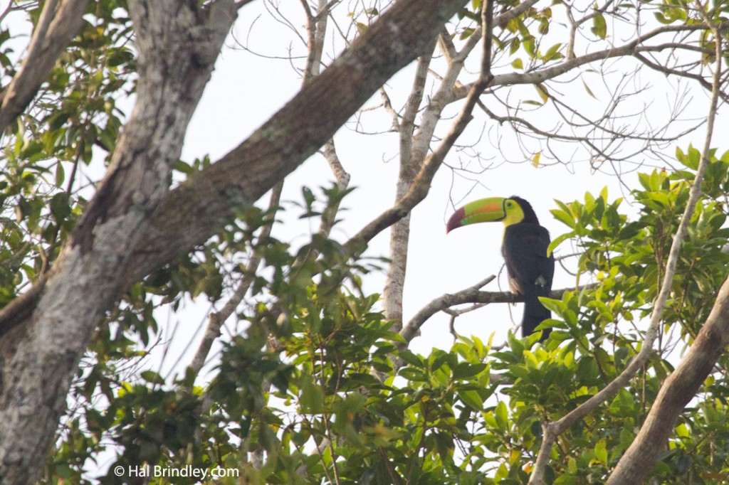 Keel-billed Toucan