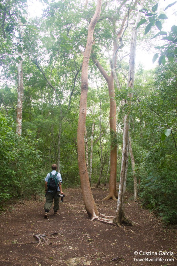 Hiking trail at Puerta Calakmul