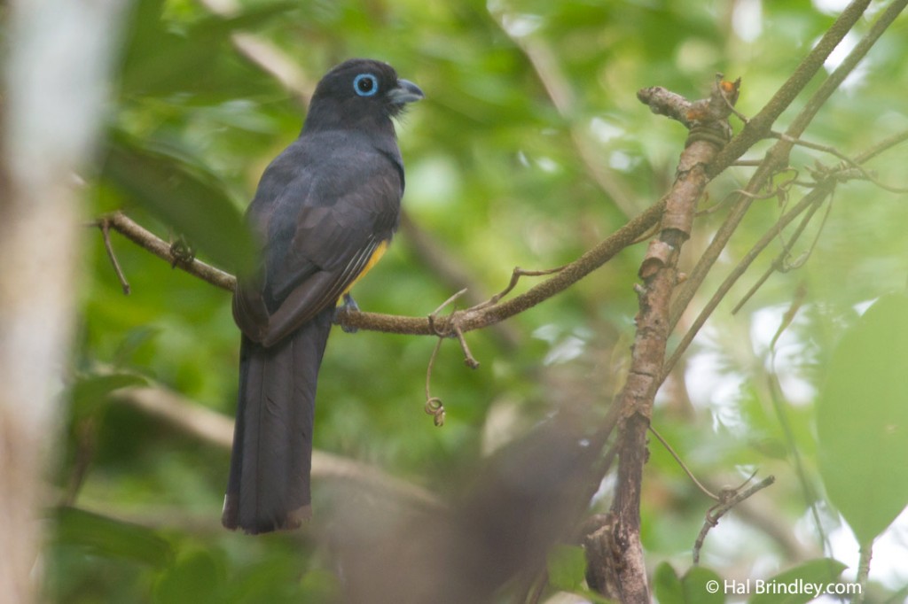 Trogon on the grounds of Puerta Calakmul