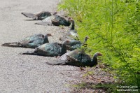 Family of Ocellated Turkeys in the road