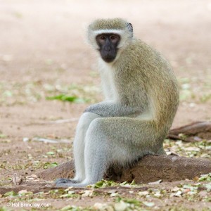 Vervet Monkey