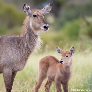 Waterbuck