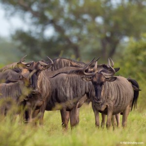 Blue Wildebeest