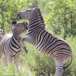 Burchell's Zebra