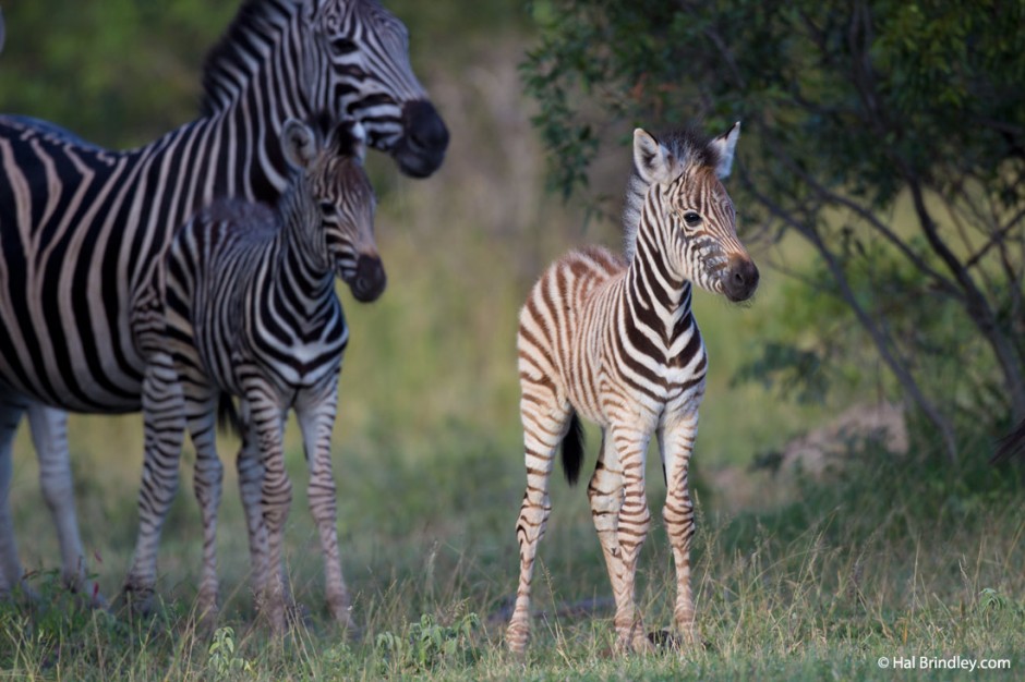 See new-born zebra foals in the summer wet season.