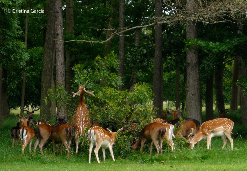 Fallow deer foraging at Phoenix Park