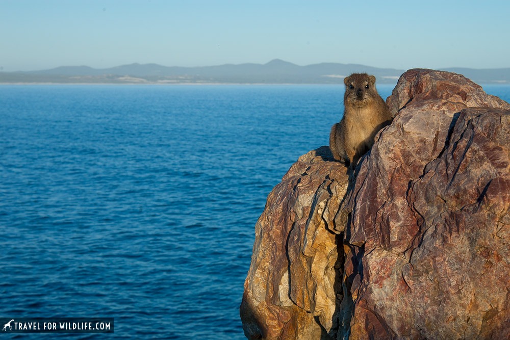 Rock hyrax at a cliff by the ocean