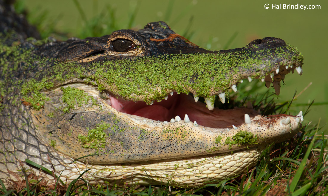 The American Alligator has made a stunning comeback in the Florida Everglades.