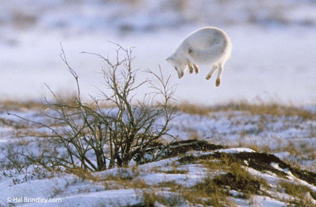 Wait patiently and you might see an arctic fox pouncing.