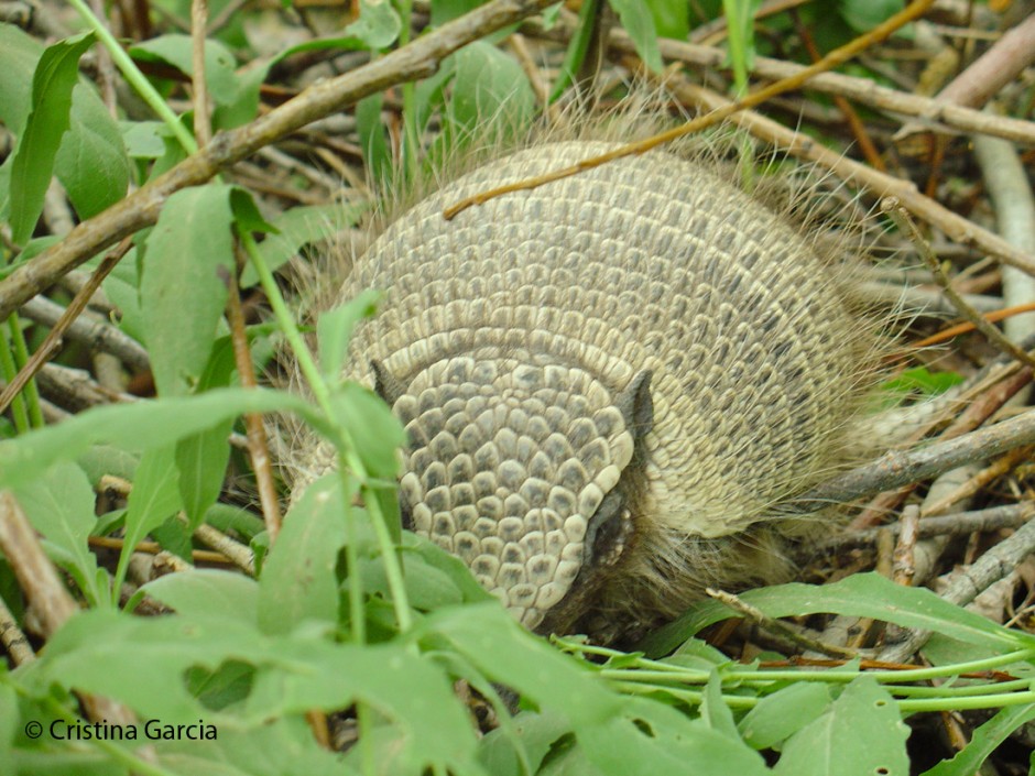 Large hairy armadillo